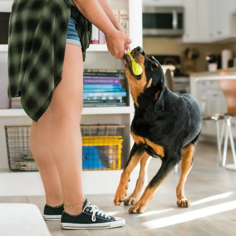 West Paw Hurley Dog Toy