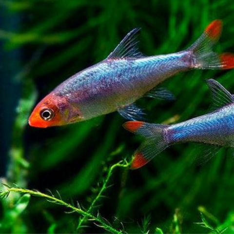 Rasbora Asian Rummy Nose (Sawbwa resplendens)