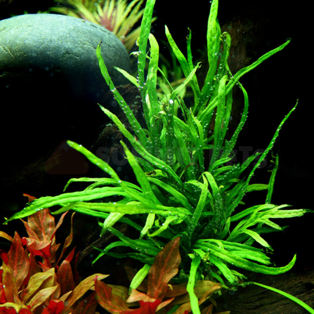 Microsorum pteropus 'Trident' (Pot)
