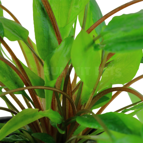 Cryptocoryne wendtii 'Broad Leaf' (Pot)
