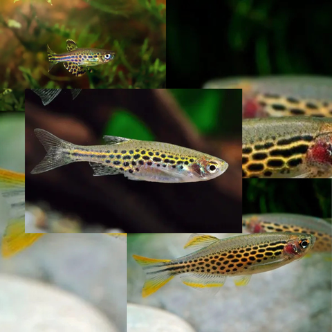 Danio Gold Ring (Danio tinwini)