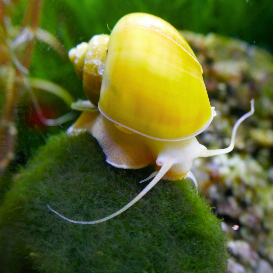 Snail Golden Mystery (Pomacea bridgesii)