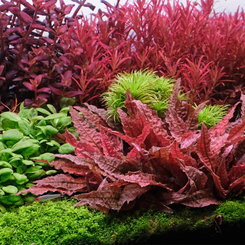 Tissue Culture Cryptocoryne Flamingo