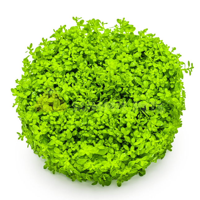 Tissue Culture | Hemianthus callitrichoides 'Cuba'