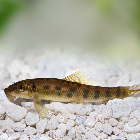 Algae Eater Chinese (Gyrinocheilus aymonieri)