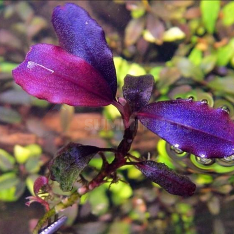 Bucephalandra brownie blue (Pot)