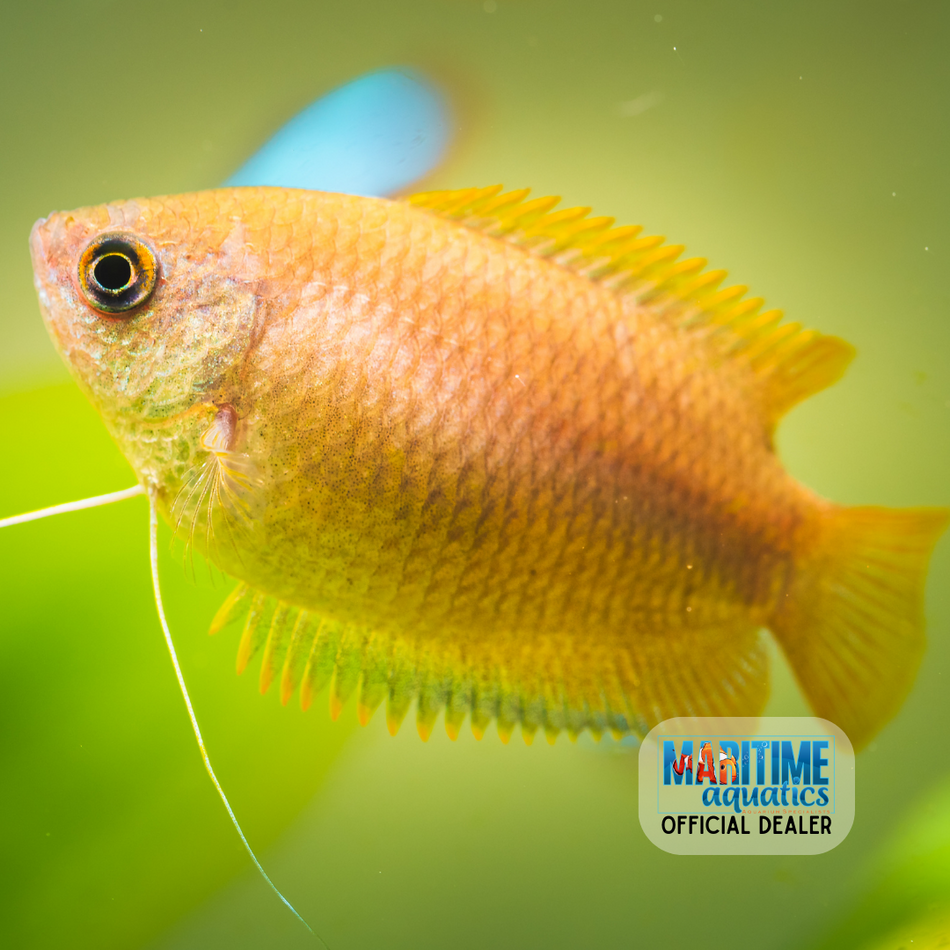 Gourami Assorted Honey (Colisa chuna)