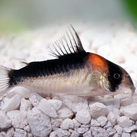 Corydoras Adolfoi (Corydoras adolfoi)