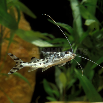 Catfish Pictus (Pimelodus pictus)