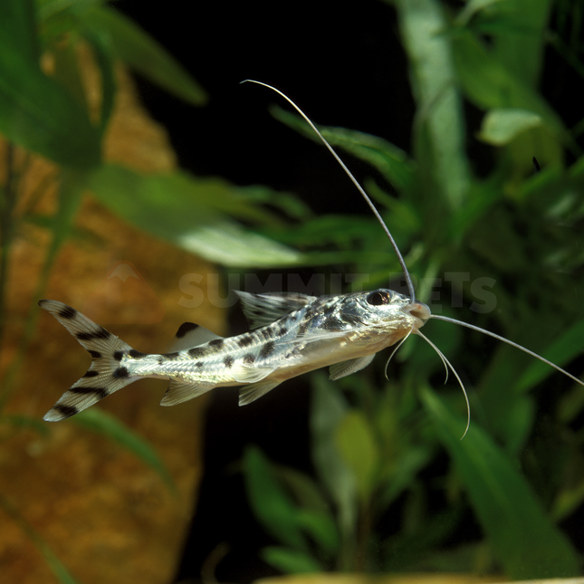 Catfish Pictus (Pimelodus pictus)