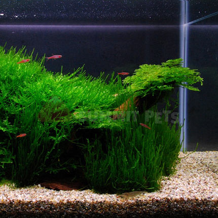 Tissue Culture | Vesicularia ferriei 'Weeping Moss'