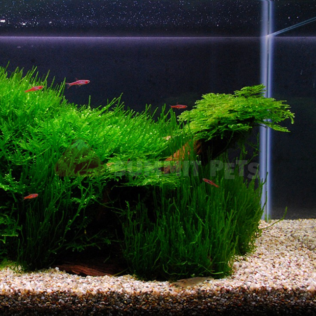 Tissue Culture | Vesicularia ferriei 'Weeping Moss'