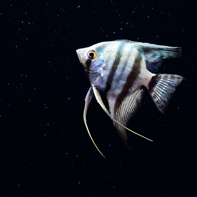 Angelfish Medium (Pterophyllum scalare)