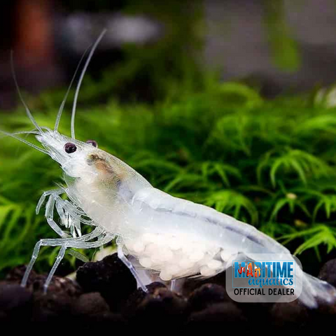 Shrimp Snowball (Neocaridina sp.)