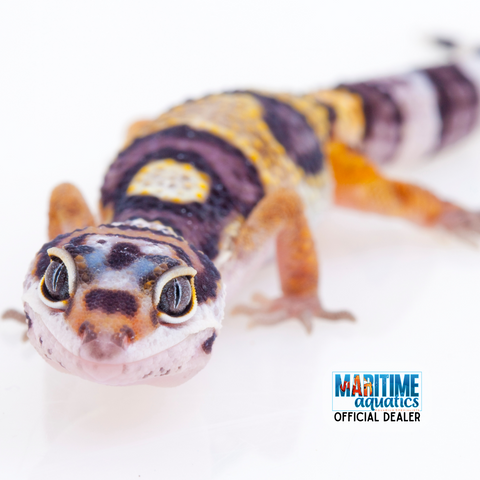 Gecko Leopard (Eublepharis macularis)