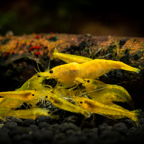 Shrimp Local Bred (Neocaridina sp.)