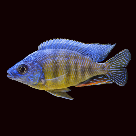 Cichlid Taiwan Reef (Protomelas steveni)