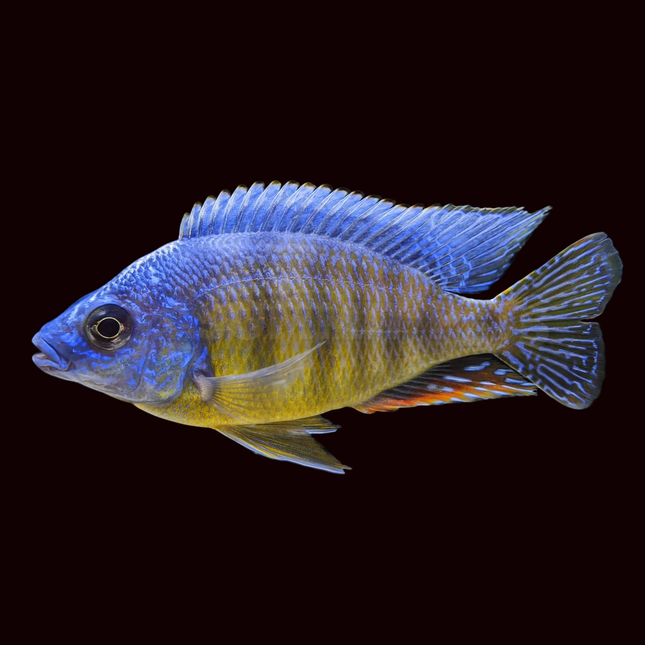 Cichlid Taiwan Reef (Protomelas steveni)