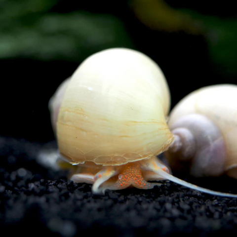 Snail Ivory White Mystery (Pomacea bridgesii)