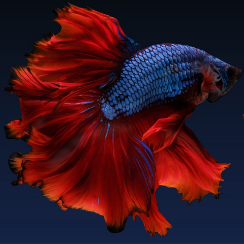 Betta Rosetail (Betta splendens)
