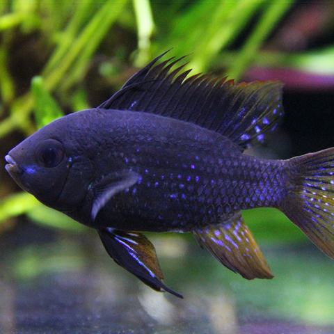 Ram Dark Knight (Mikrogeophagus ramirezi)