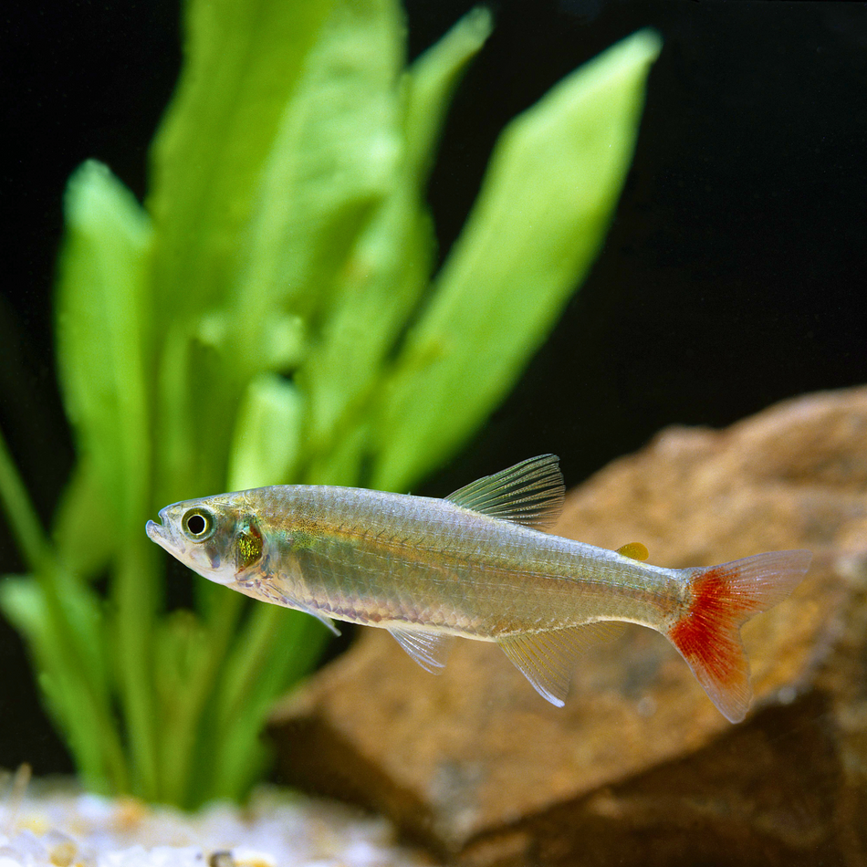 Tetra Bloodfin (Aphyocharax anisitsi)