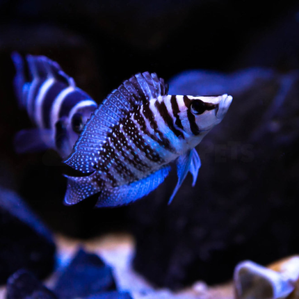 Cichlid Calvus (Altolamprologus calvus)