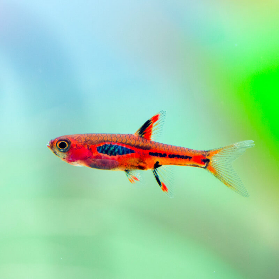 Rasbora Phoenix (Boraras merah)