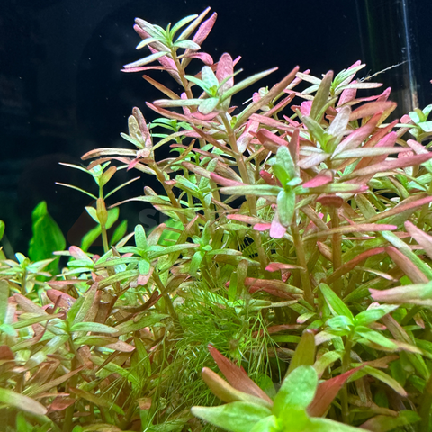 Rotala rotundifolia 'Orange Juice'