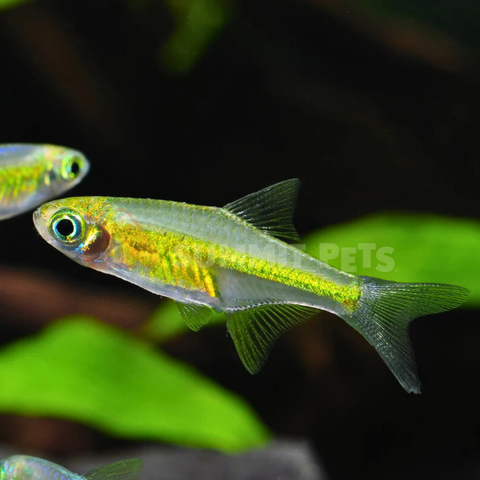 Rasbora Neon Green (Microrasbora kubotai)