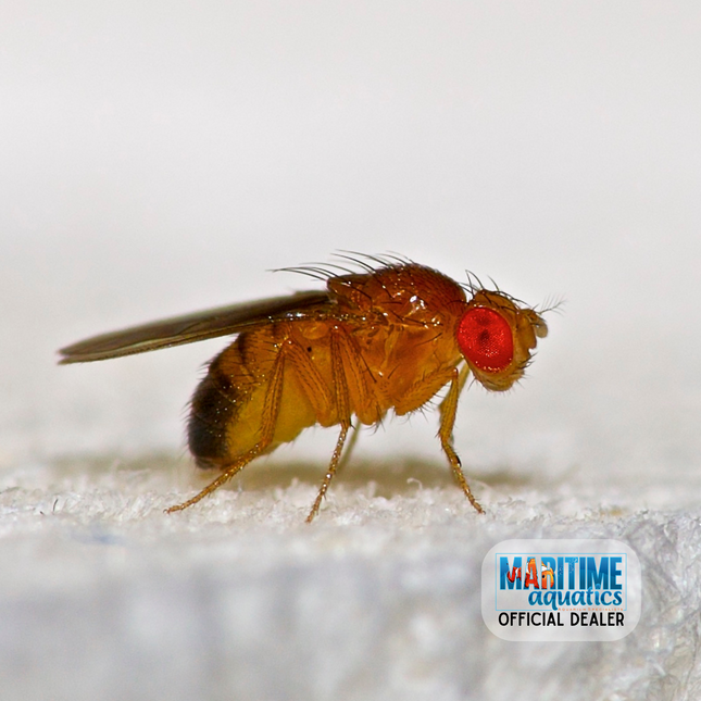 Big Bites Fruit Fly Cultures