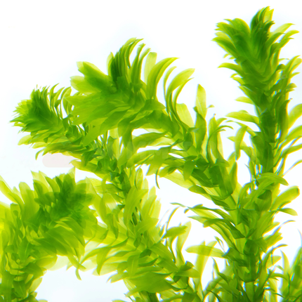 Egeria densa