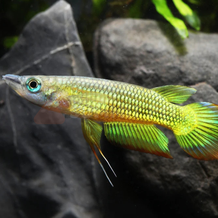 Killifish Golden Wonder (Aplocheilus lineatus)
