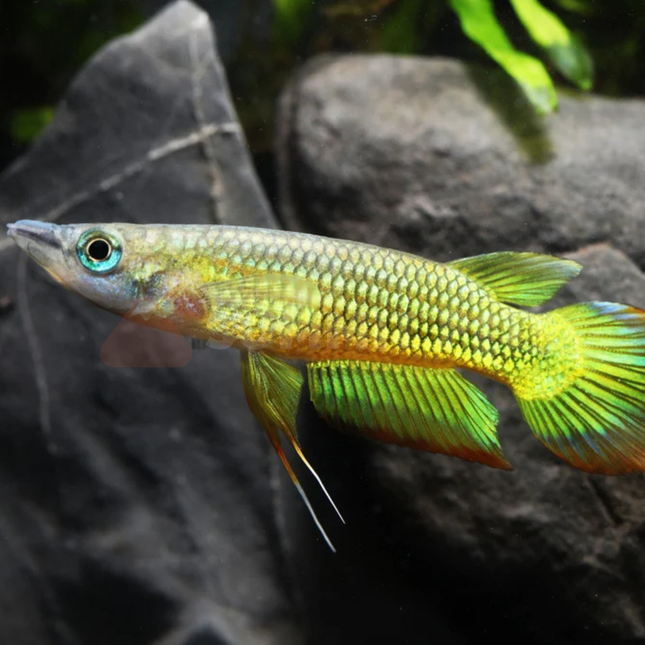 Killifish Golden Wonder (Aplocheilus lineatus)