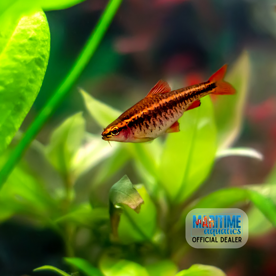 Barb Cherry (Puntius titteya)