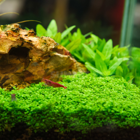 Tissue Culture | Hemianthus callitrichoides 'Cuba'