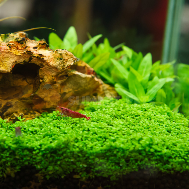 Tissue Culture | Hemianthus callitrichoides 'Cuba'