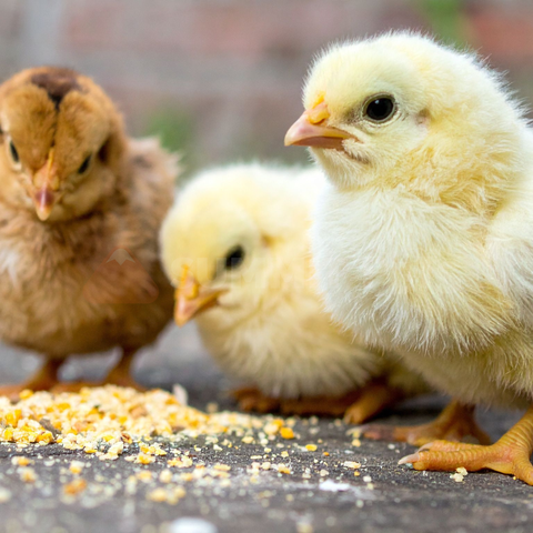 East Coast Exotics F/T Day Old Chicks