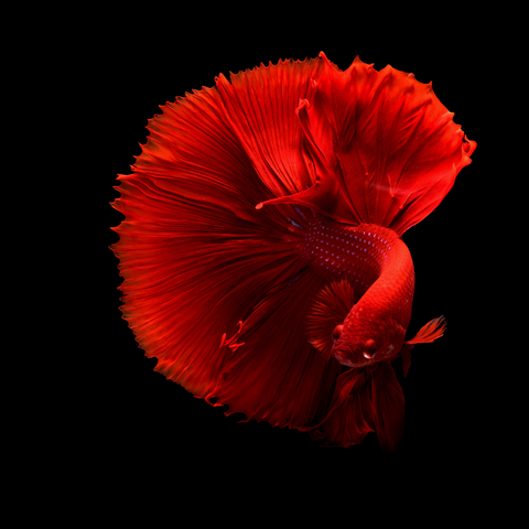 Betta Rosetail (Betta splendens)