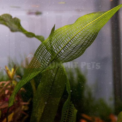 Aponogeton henkelianus (Bulb)