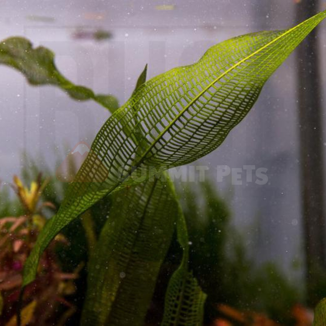 Aponogeton henkelianus (Bulb)