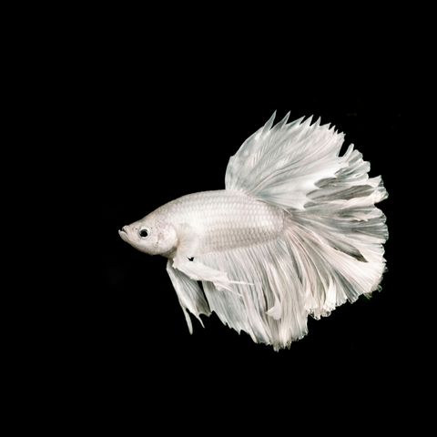 Betta Rosetail (Betta splendens)