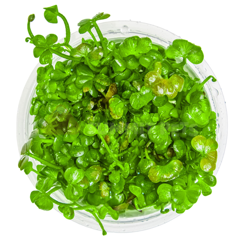 Tissue Culture | Marsilea hirsuta