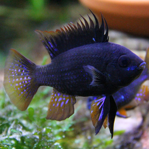 Ram Dark Knight (Mikrogeophagus ramirezi)