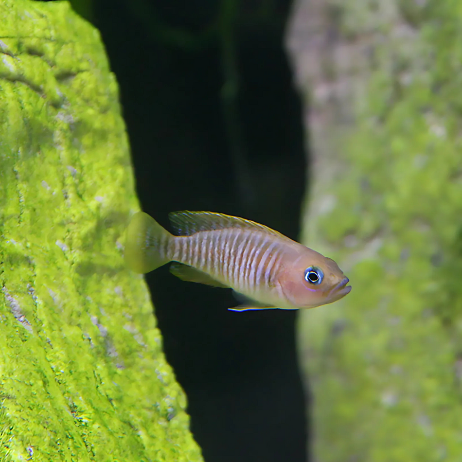 Cichlid Shell Dwellers (Neolamprologus multifasciatus) - Locally Bred