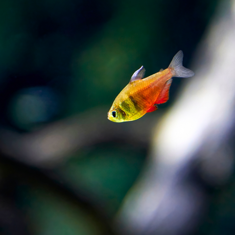 Tetra Van Rio Orange (Hyphessobrycon flammeus)