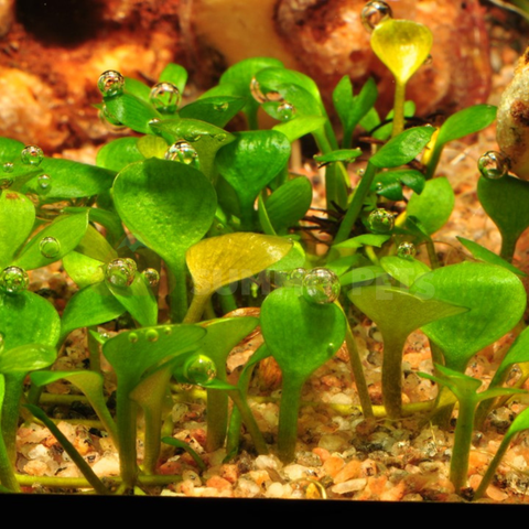 Tissue Culture | Marsilea hirsuta
