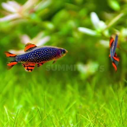 Celestial Pearl Danio (Celestichthys margaritatus)