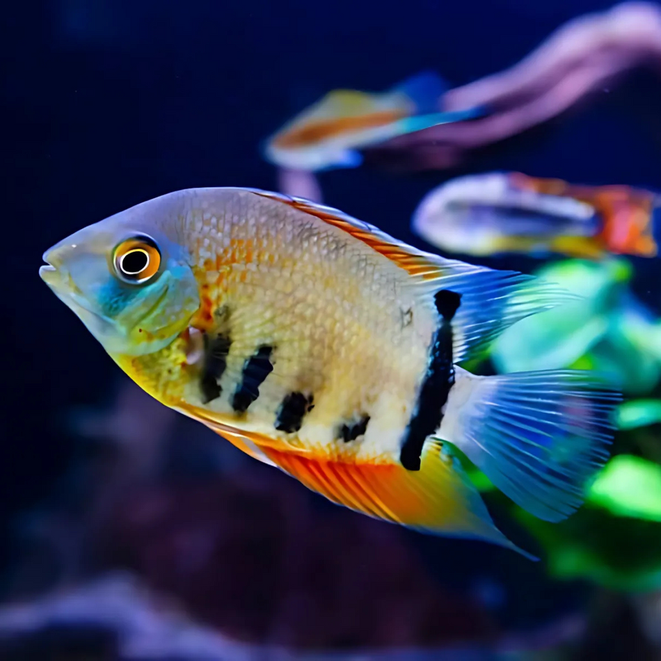 Cichlid Green Severum (Heros efasciatus ) - Local Bred