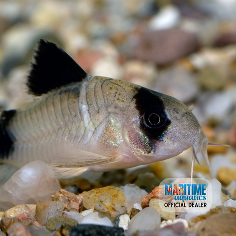 Corydoras Assorted (Corydoras sp.)